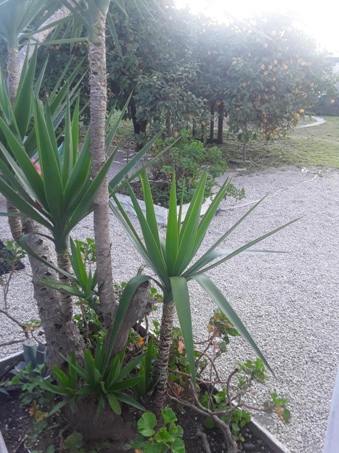 Garden Green Da Virna ตอร์เร อันนุนซิอาตา ภายนอก รูปภาพ